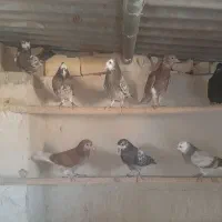 کبوتر فروشی