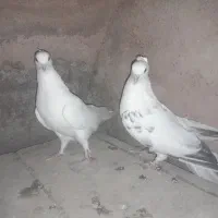 دمگیرشویدی