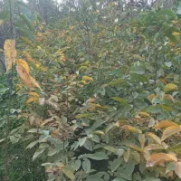 نهال گردو ۴ ساله  بزری1قد نهال 1/5تا 2متر دانه ۶۰|خدمات باغبانی و درختکاری|بجنورد, |دیوار