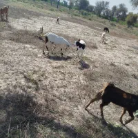 کهره نرفروشی