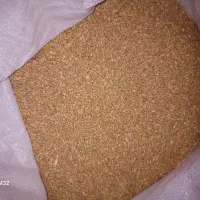 گندم