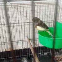 قناری ماده|پرنده|کیار, |دیوار