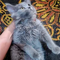 بچه گربه های سه ماهه اسکاتیش اصیل(نر و ماده)|گربه|همدان, |دیوار