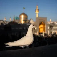 سفرمشهدقطار ۴تخته و ۶ تخته با تعطیلات آرام|تور و چارتر|زنجان, |دیوار