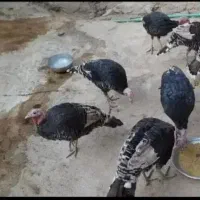 بوقلمون برنز  و بوربون امریکایی|حیوانات مزرعه|اقلید, |دیوار