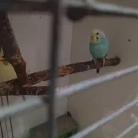 2 جفت مرغ عشق بالغ|پرنده|پارس‌آباد, |دیوار