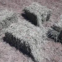 علف و پرس ورته