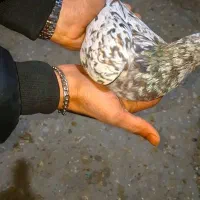 سرور نر|پرنده|لنجان, |دیوار