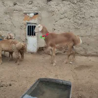 بره قوچی چینی اصیل