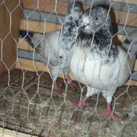 دونه ای 200جفتی 350|پرنده|فاضل آباد, |دیوار