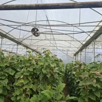 سازه گلخانه|مصالح و تجهیزات ساختمان|مرند, |دیوار