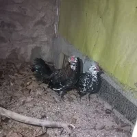 مرغ و خروس گلین|حیوانات مزرعه|سنقر, |دیوار