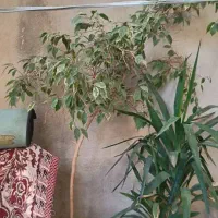 گل آپارتمانی