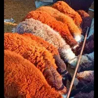 گوسفند۴۰۰تخفیف
