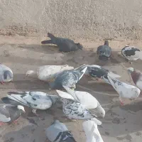 بیست تاکفترقزوینی