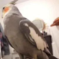 عروس هلندی گمشده|حیوانات|تهران, یوسفآباد|دیوار