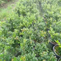 یاس هلندی|گل و گیاه طبیعی|کلاچای, |دیوار