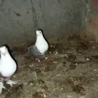 کربلای|پرنده|شیروان (خراسان), |دیوار