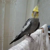 عروس هلندی گمشده