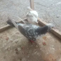 کفتر سار طوقی|پرنده|مشهد, سجادیه|دیوار