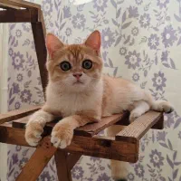 پسر کوچولوی بغلی