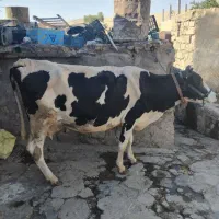 گاو هلشتاین