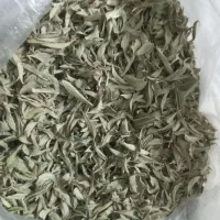 کاکوتی