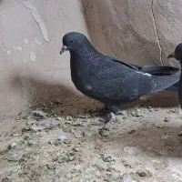 جوجه|پرنده|کاشان, درب اصفهان|دیوار