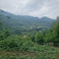 زمین جنگلی دو هزار متری جاده سیاهکل به دیلمان