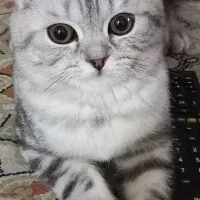 گربه اسکاتیش نر