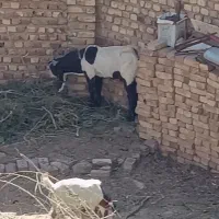 بزغاله ۱ساله