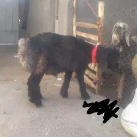 سیاه کیلویی|حیوانات مزرعه|شهرکرد, |دیوار