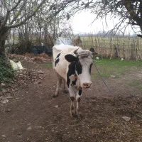 گاوهلیشتاین|حیوانات مزرعه|لولمان, |دیوار