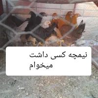 مرغ گمشده طبق تصویر|اشیا|اصفهان, بوستان کوهستانی صفه|دیوار