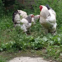 برهما لایت