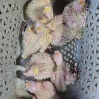 جوجه عروس لوتینو چشم شرابی