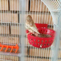 ماده قناری درجه یک آماده چشم شرابی|پرنده|گتوند, |دیوار