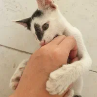 واگذاری بچه گربه بومی|گربه|اهواز, نادری|دیوار