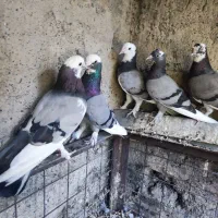 کبوتر