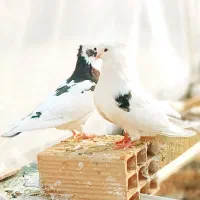 کبوتر.کفتر.معاوضه