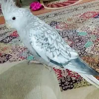 پرنده گمشده