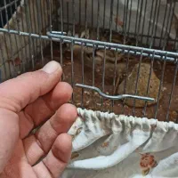 سهره خاکی|پرنده|هشتگرد, شهرک افشاریه|دیوار