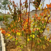 باغ-و-باغچه190متری-انشعابات-تهاترباخودرو