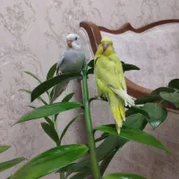 ۵ عدد مرغ عشق|پرنده|کرج, شاهین‌ویلا|دیوار