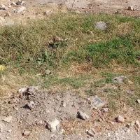 زمین-در-کبودراهنگ