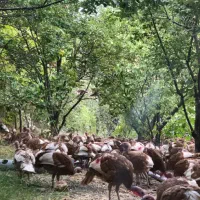 فروش تخم بوقلمون و جوجه بوقلمون بوربون|حیوانات مزرعه|تهران, امیریه|دیوار