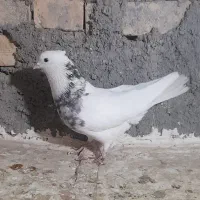 کبوتر طوقی نر|پرنده|بیجار, |دیوار