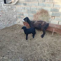 میش چینی زاییده