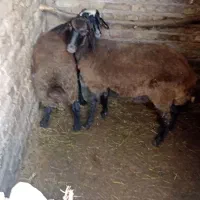 گوسفند|حیوانات مزرعه|خوی, |دیوار