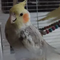 عروس هلندی|پرنده|تهران, خانی آباد نو جنوبی|دیوار